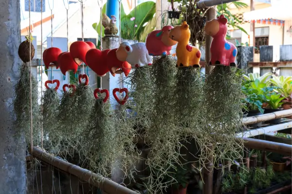 Plantas exóticas em apartamento