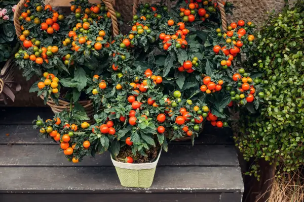 Frutas em Apartamento: Espécies que Podem Crescer em Hortas Verticais