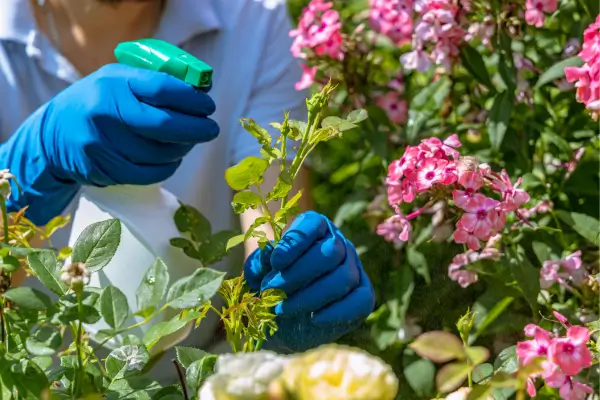 Controlar Pragas em Hortas Verticais de Forma Natural