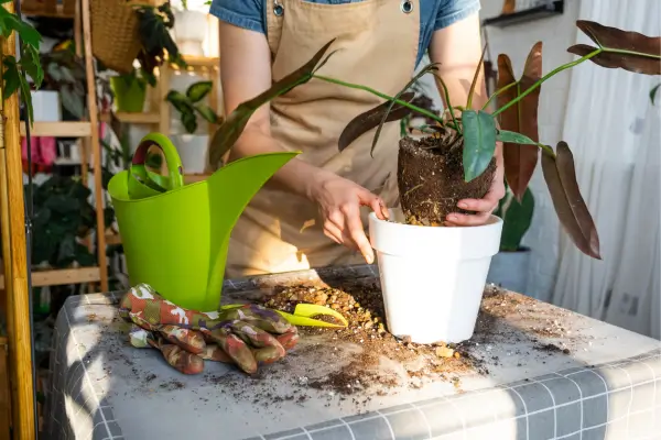 Drenagem das plantas em hortas verticais